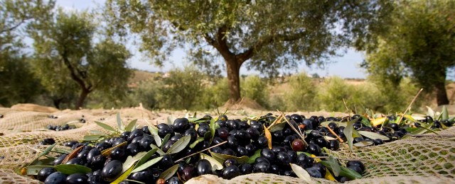 Olive tunisine, import record in Abruzzo